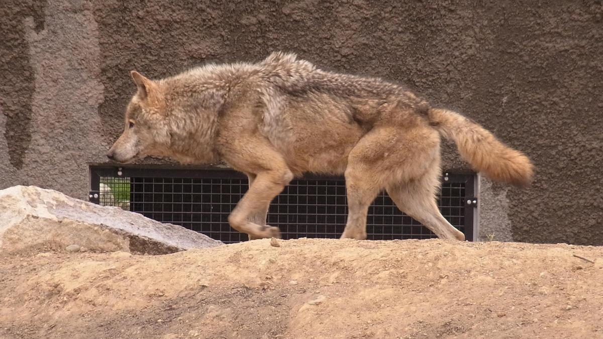 Uno de los lobos grises del Zoo de Tama, en Tokio, Japón.
