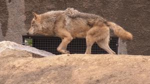 Uno de los lobos grises del Zoo de Tama, en Tokio, Japón.