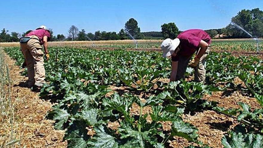 Treballadors de la Fundació Drissa, treballant a l&#039;hort de Campllong.