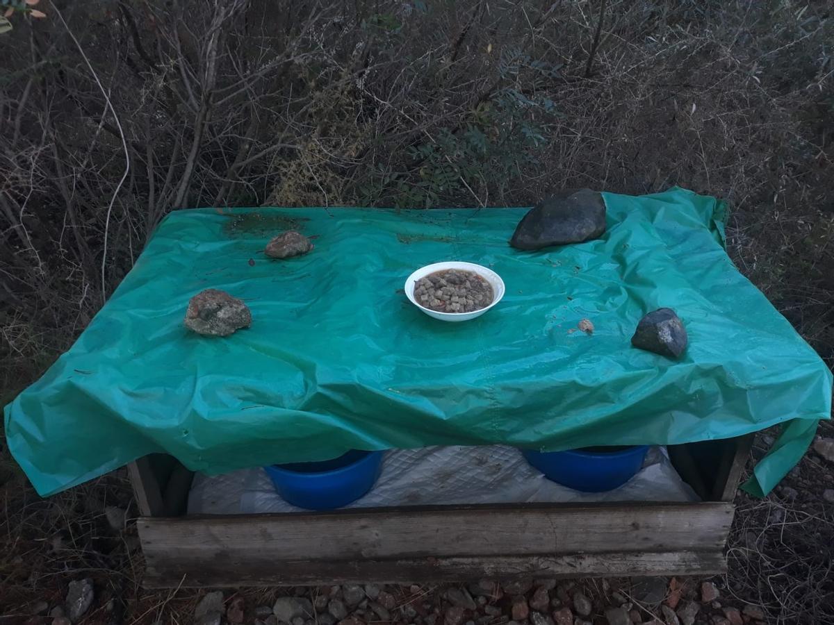 Colonia felina en el hospital Joan March.