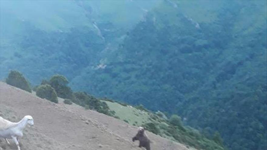 Un ganadero planta cara a un oso para proteger a su rebaño