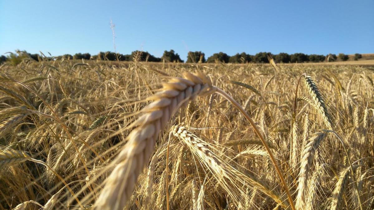 Descubren una técnica para lograr trigo resistente a la sequía