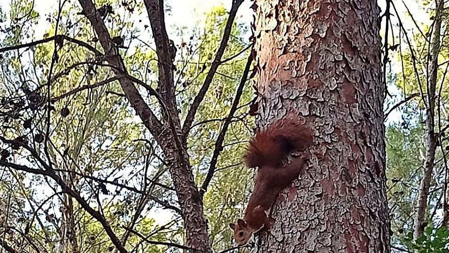 La fauna se urbaniza