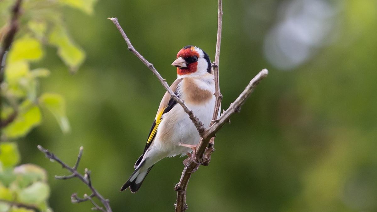 CARDUELIS CARDUELIS | El jilguero: todo lo que debes saber si quieres tener jilgueros en casa