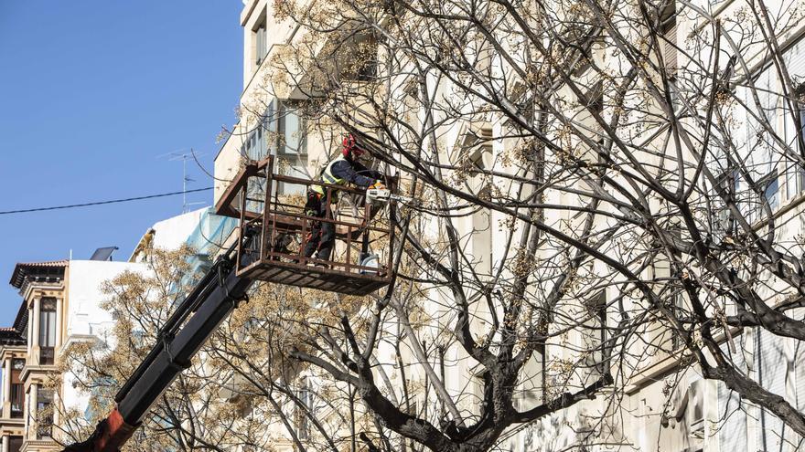 Podan las melias de la Avenida de la Constitución