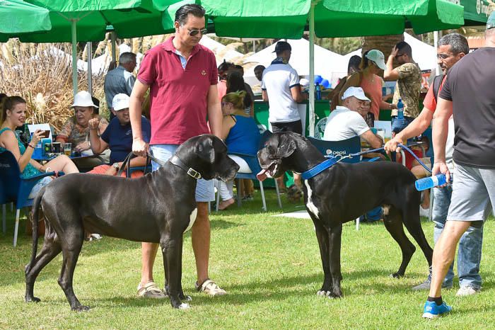 II Feria de mascotas, en Maspalomas