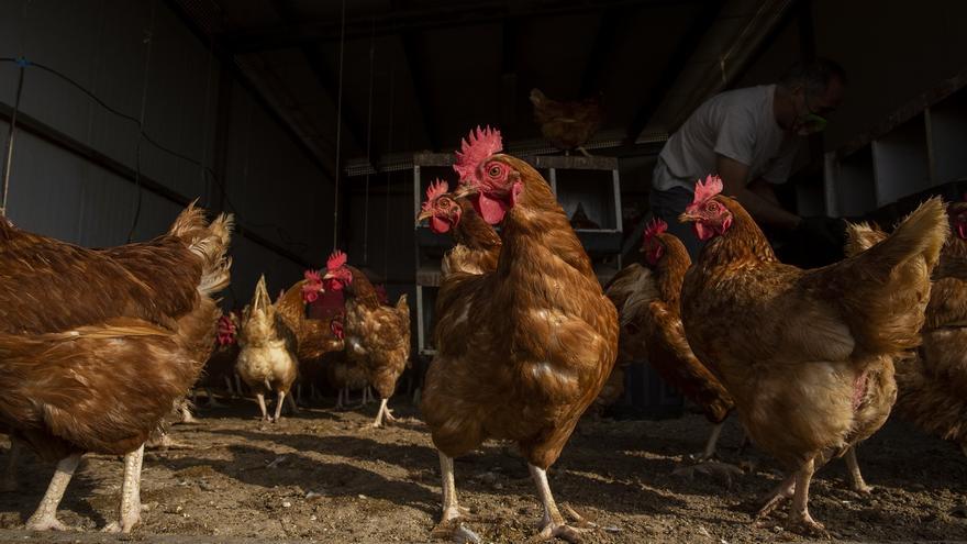 La gripe aviar ya ha obligado a sacrificar 16 millones de aves de granja en Francia