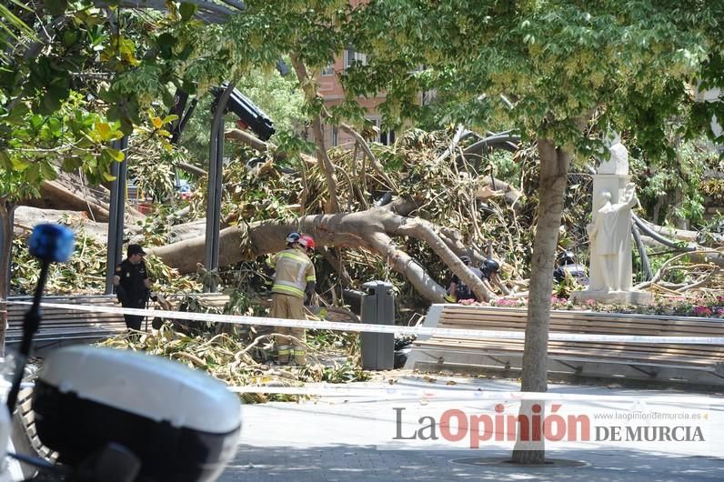 Cae parte del ficus de Santo Domingo en Murcia