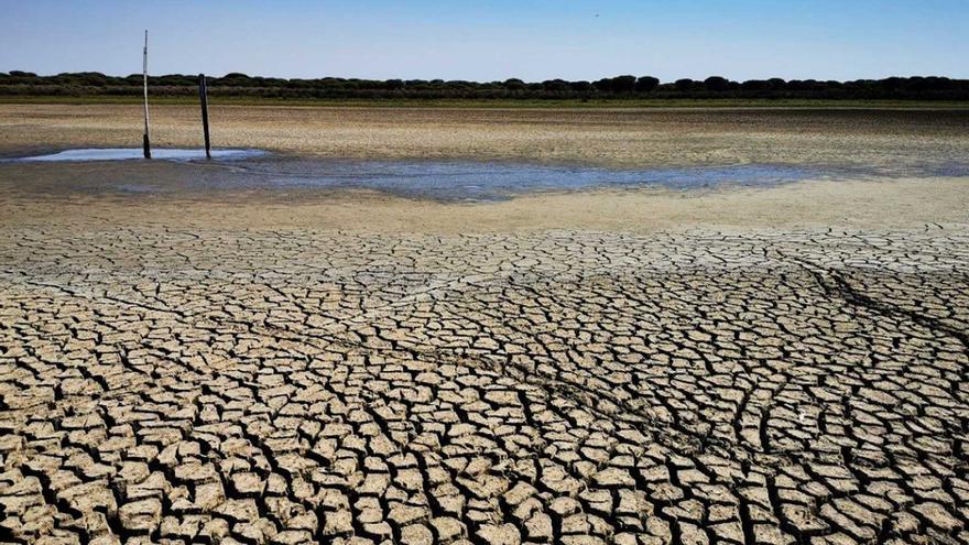 La extracción de agua subterránea asfixia a Doñana