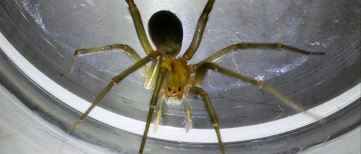 Una dona, a punt de perdre la cama per la picada d’una aranya a Eivissa