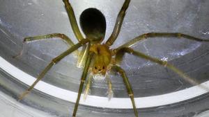 Una dona, a punt de perdre la cama per la picada d’una aranya a Eivissa