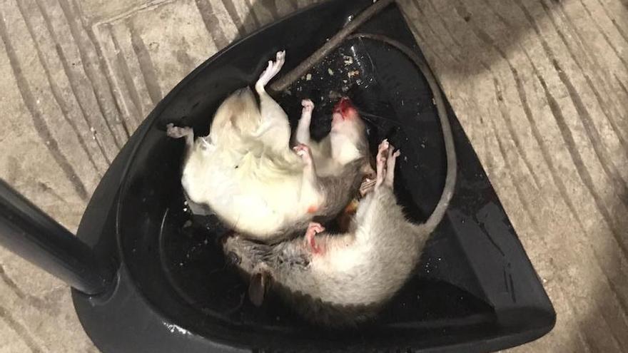 Dos ratas muertas