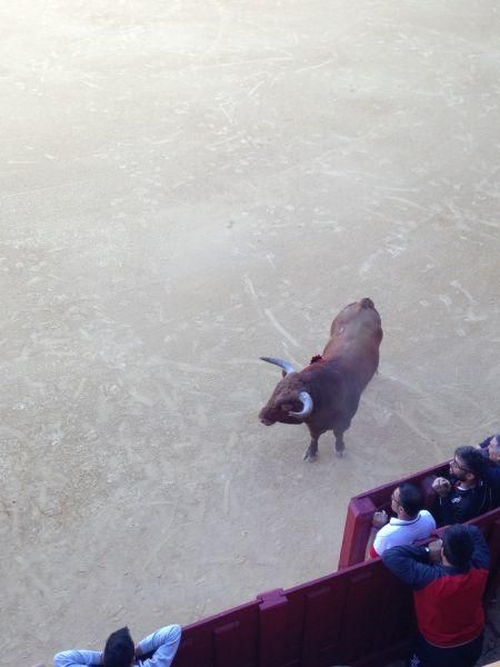 Toro de cajón y encierro urbano en Toro