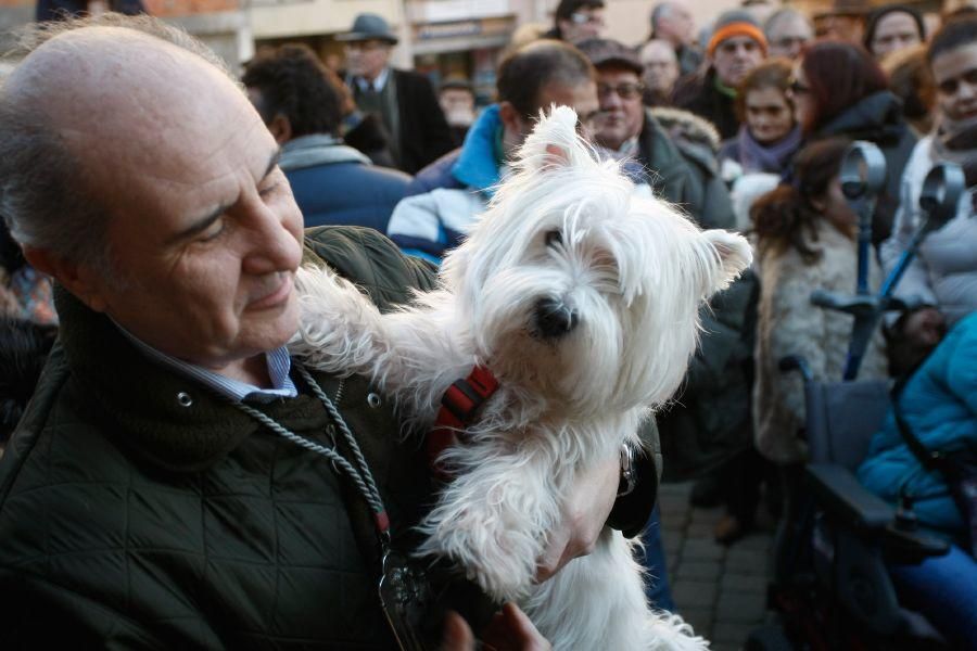 Los perros gobiernan por san Antón en Zamora