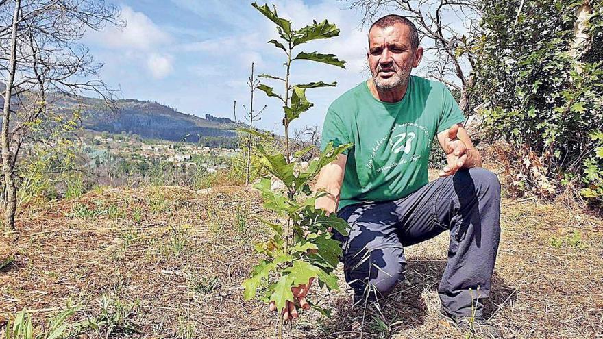 Así cicatrizan los incendios de 2017 en Galicia