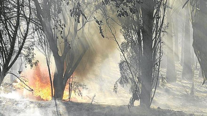 Un voraz incendio calcina parte de un palmeral CERCA DE la Huerta de La Marquesa