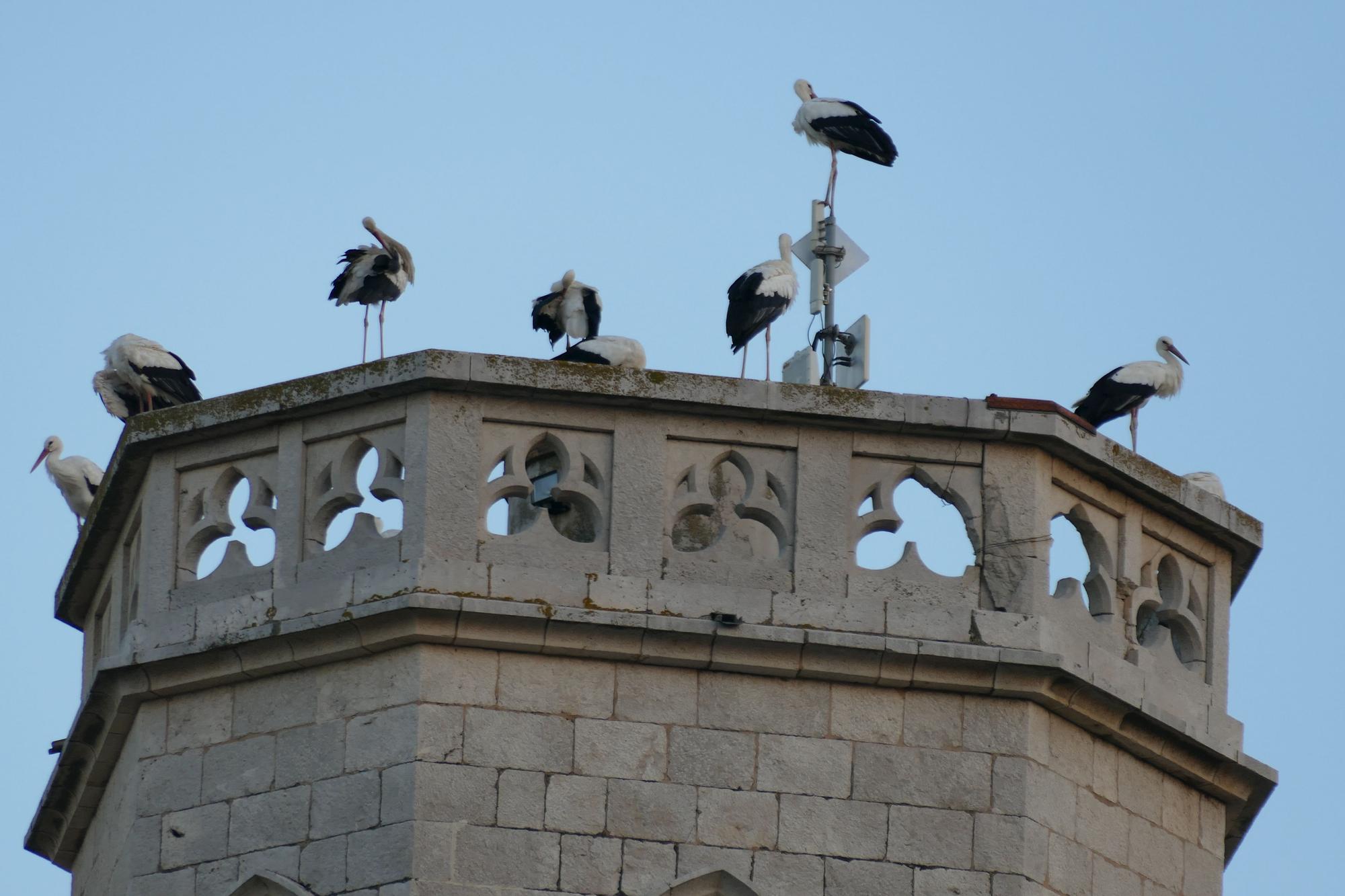 Dsenes de cigonyes fan parada a Figueres