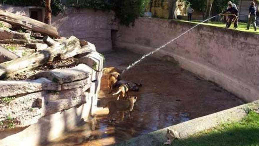 La seguridad trató de disuadir a los leones con mangueras.