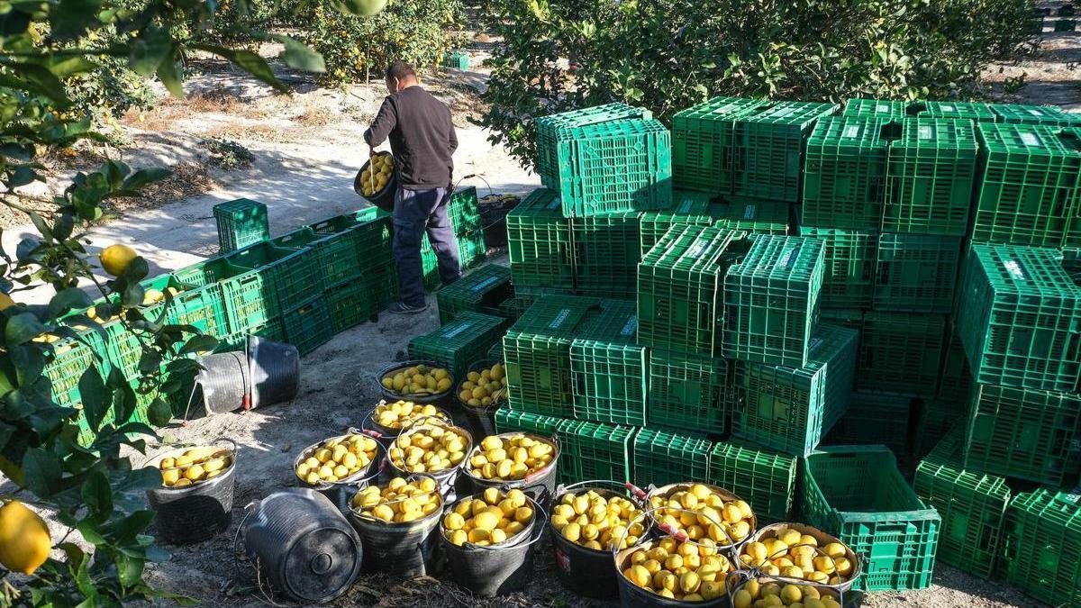 Recogida de limones en una finca de la Vega Baja.
