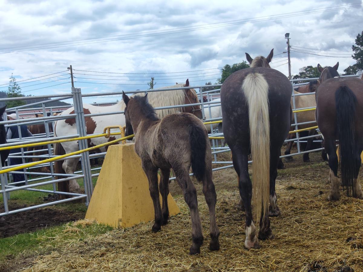 La yegua estrella de la feria de Llanera, en imágenes