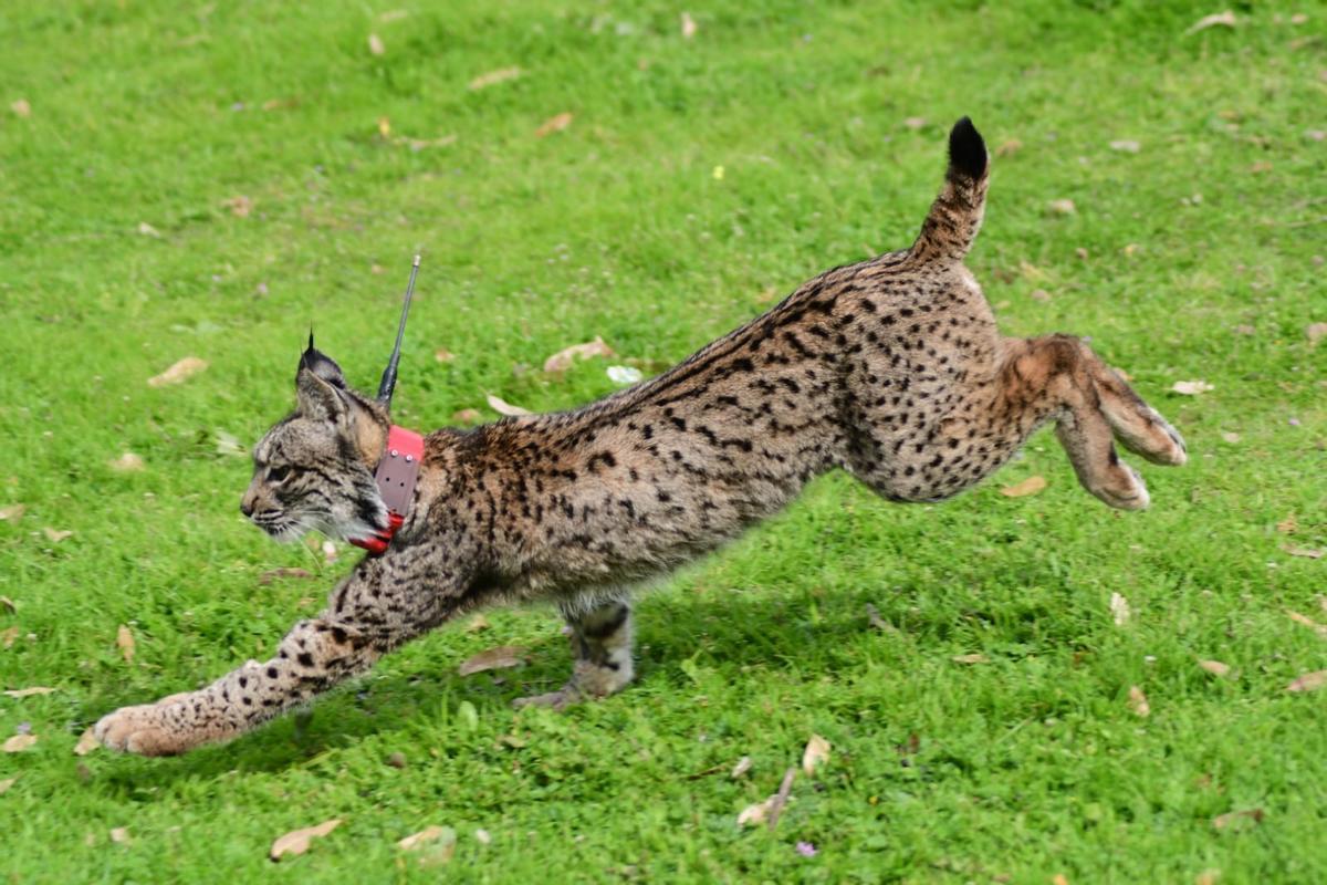 Suelta de un lince en la provincia de Córdoba