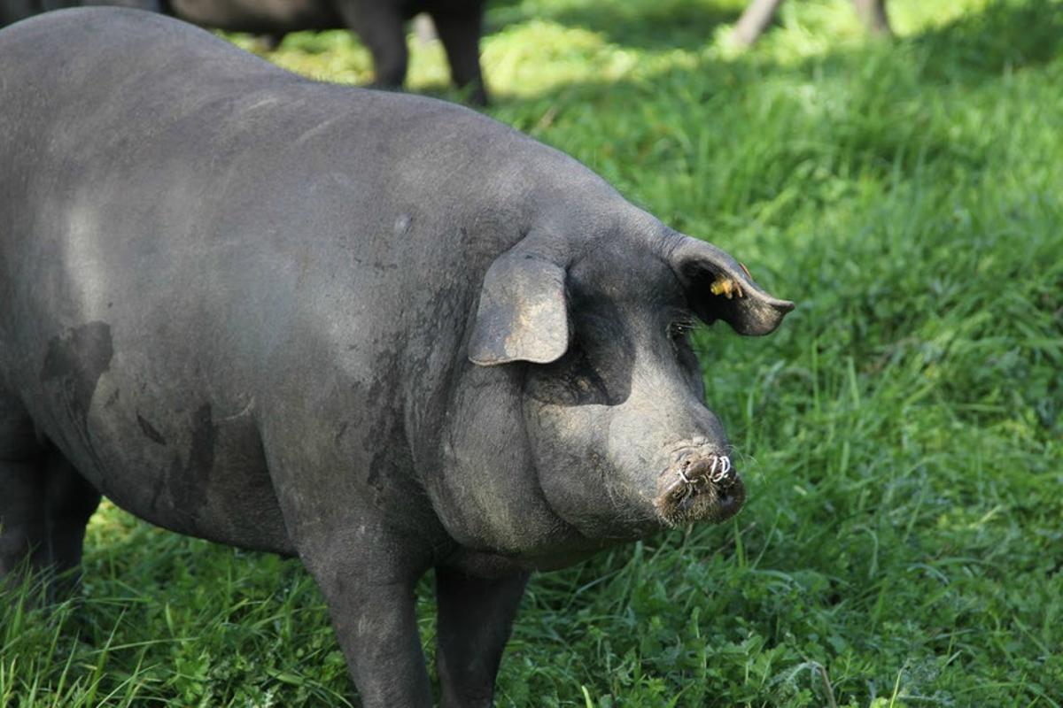 Cerdo ibérico.