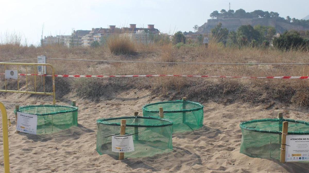 Los cuatro nidos están en la playa de les Albaranes; al fondo, el Castell de Dénia