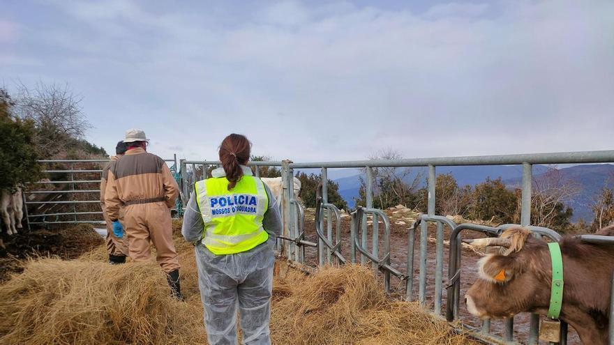 Denunciat un ramader per robar vedells, els hi canviava els cròtals identificatius i els sacrificava com a seus