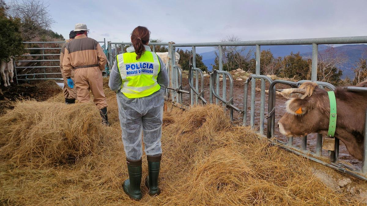260521 Ndp 576 RPP Els Mossos denuncien penalment un ramader a l'Alt Urgell per furt de bovins 4 M