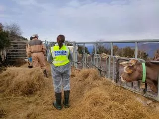 Denunciat un ramader per robar vedells i sacrificar-los com a seus