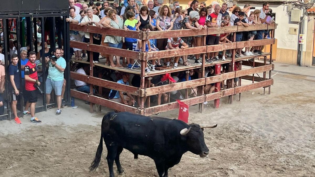 La prueba de dos astados cerriles centró la tarde del día grande de los festejos en Llucena.