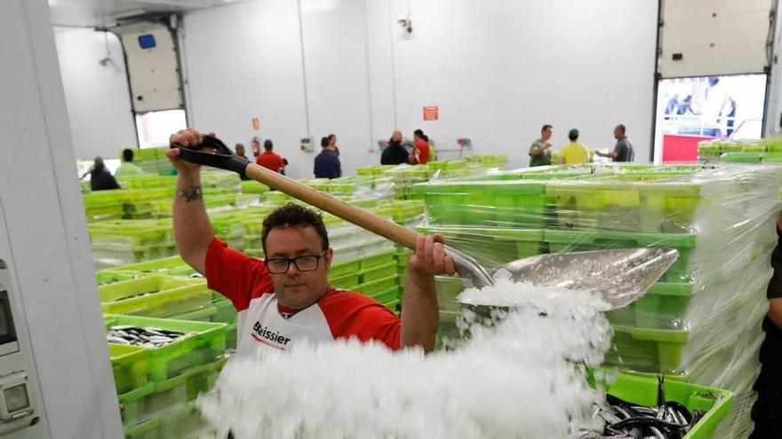 Un operario echa hielo sobre cajas de bocarte en la lonja de El Musel el pasado 2 de mayo.