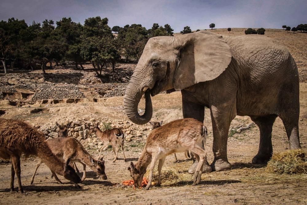 Un safari al límite por el coronavirus