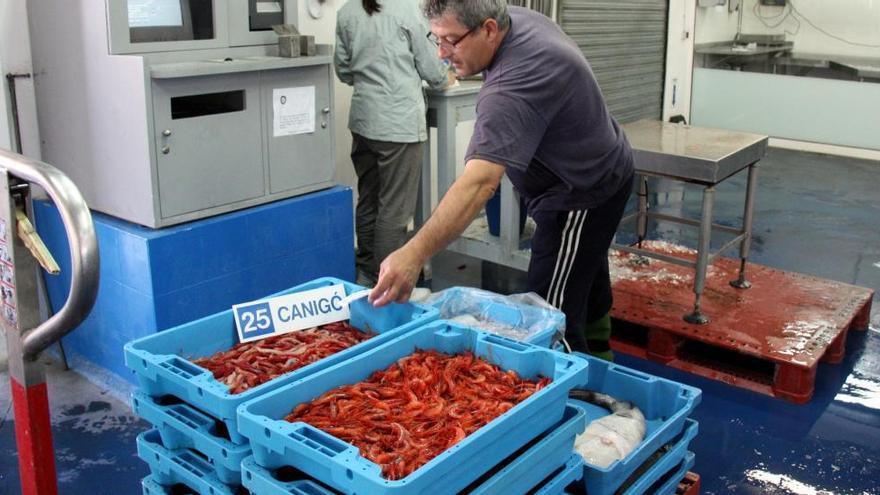 La confraria de Palamós factura un 4% més tot i pescar 12.000 quilos menys de gamba