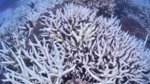 Australia anuncia 129 millones de dólares para proteger la Gran Barrera de Coral