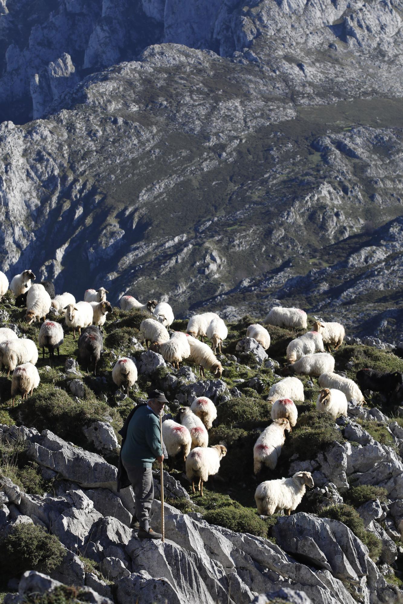 Así se elabora el gamonéu del Puertu: de la cueva a la mesa.