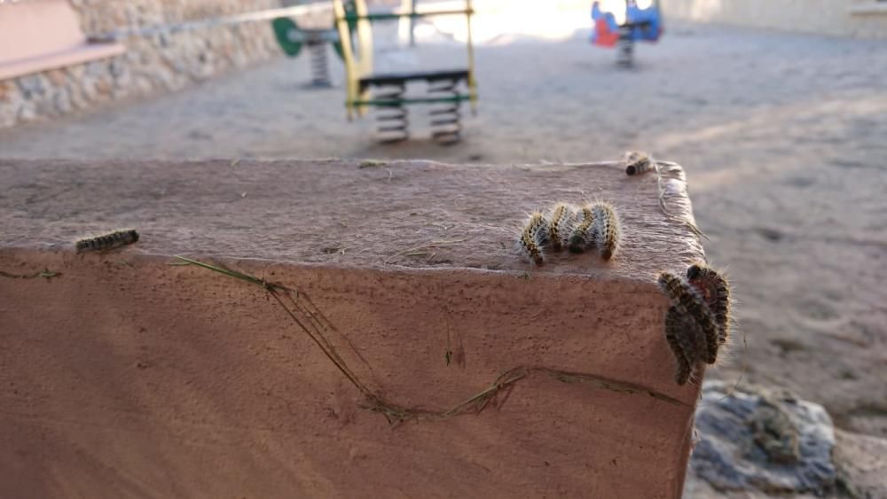 Las orugas campas a sus anchas por las zonas de juegos infantiles del parque municipal del Molino del Agua en Torrevieja