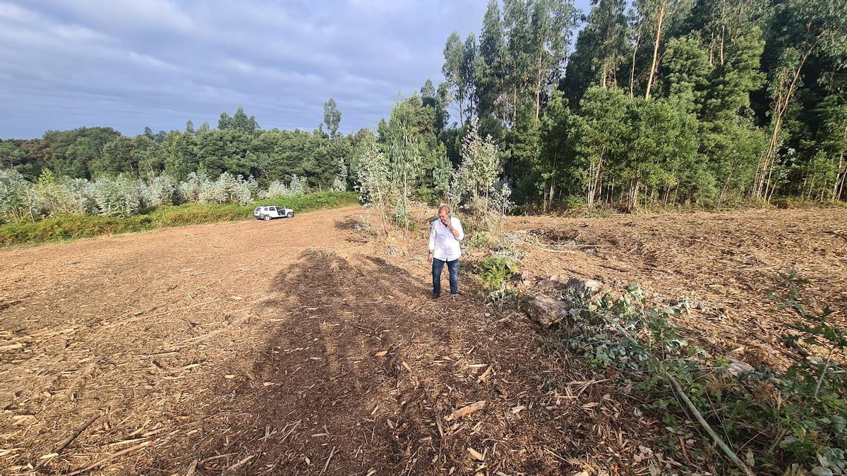 David Landín, de la bodega Lagar da Condesa, en la parcela donde se efectúa el nuevo desmonte. |   //  M. MÉNDEZ