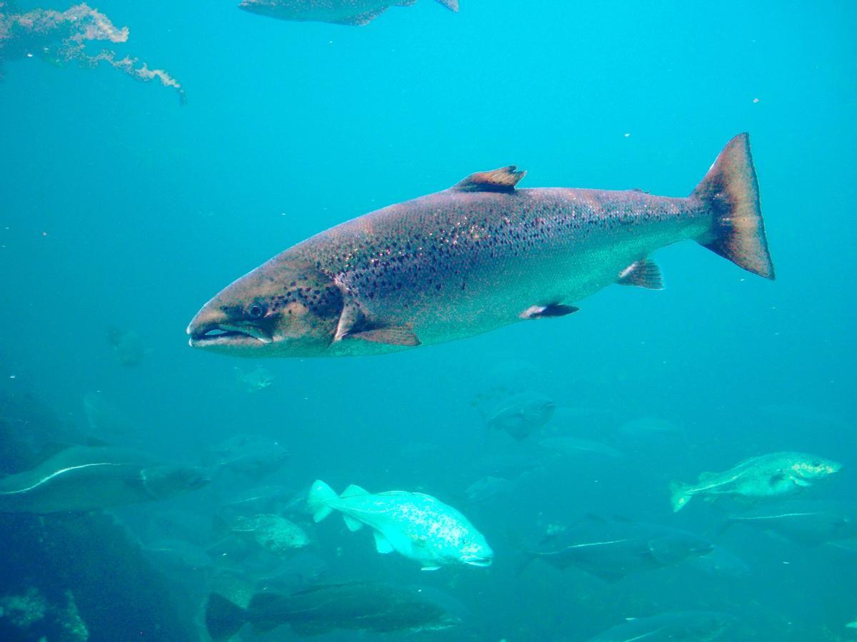 Ejemplar de salmón atlántico