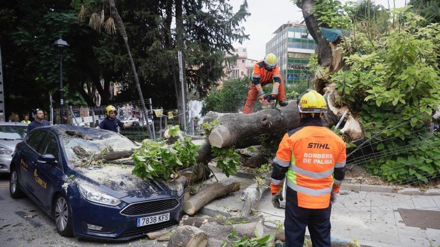 Baum an der Plaça de la Reina stürzt auf Auto