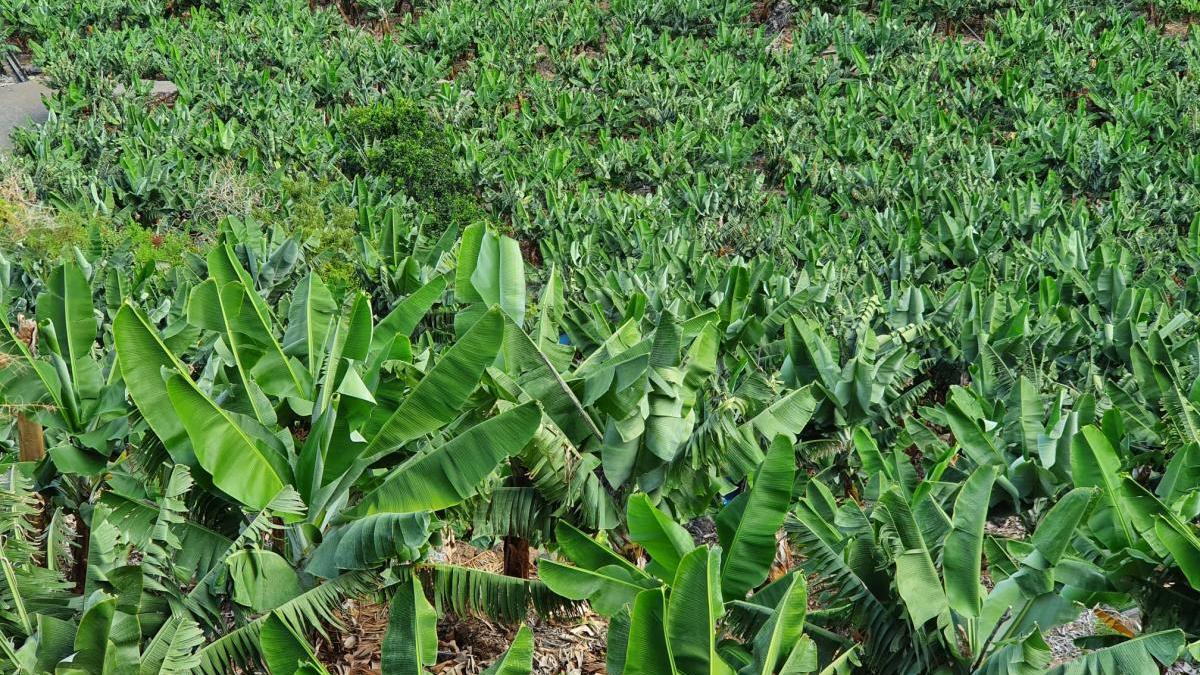 Plantaciones de platanera.