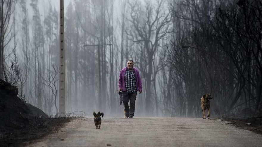 Un hombre pasea con sus perros por una zona devastada por el fuego. // Brais Lorenzo