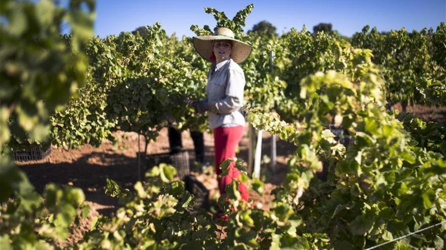 Los vinos extremeños se venden ya en 96 países