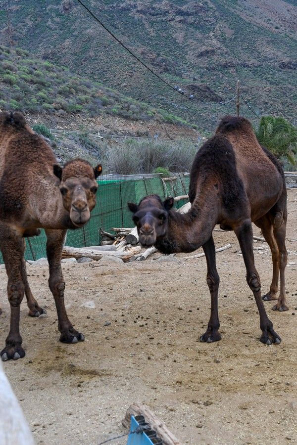 Camellos que este año se han quedado sin cabalgatas