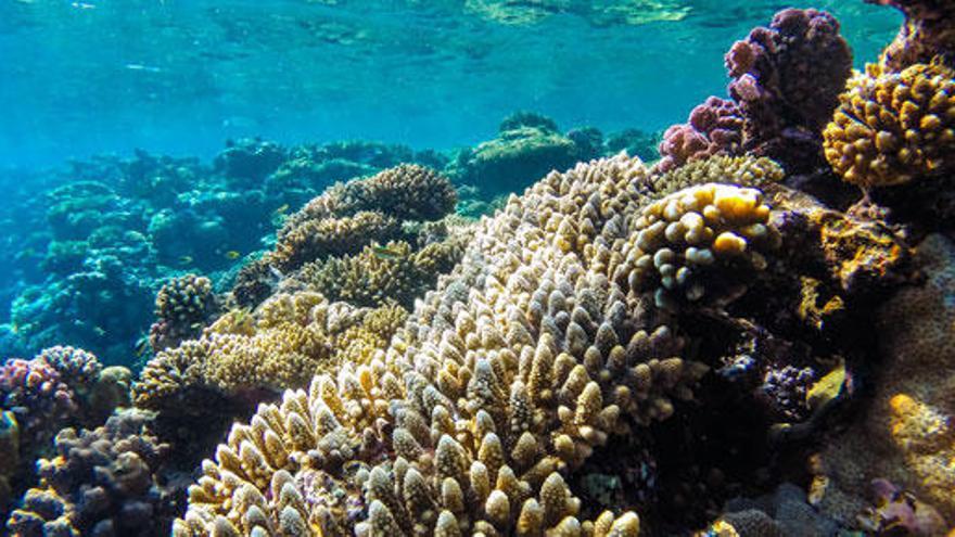 Arrecife de coral en las profundidades del Mar Rojo.