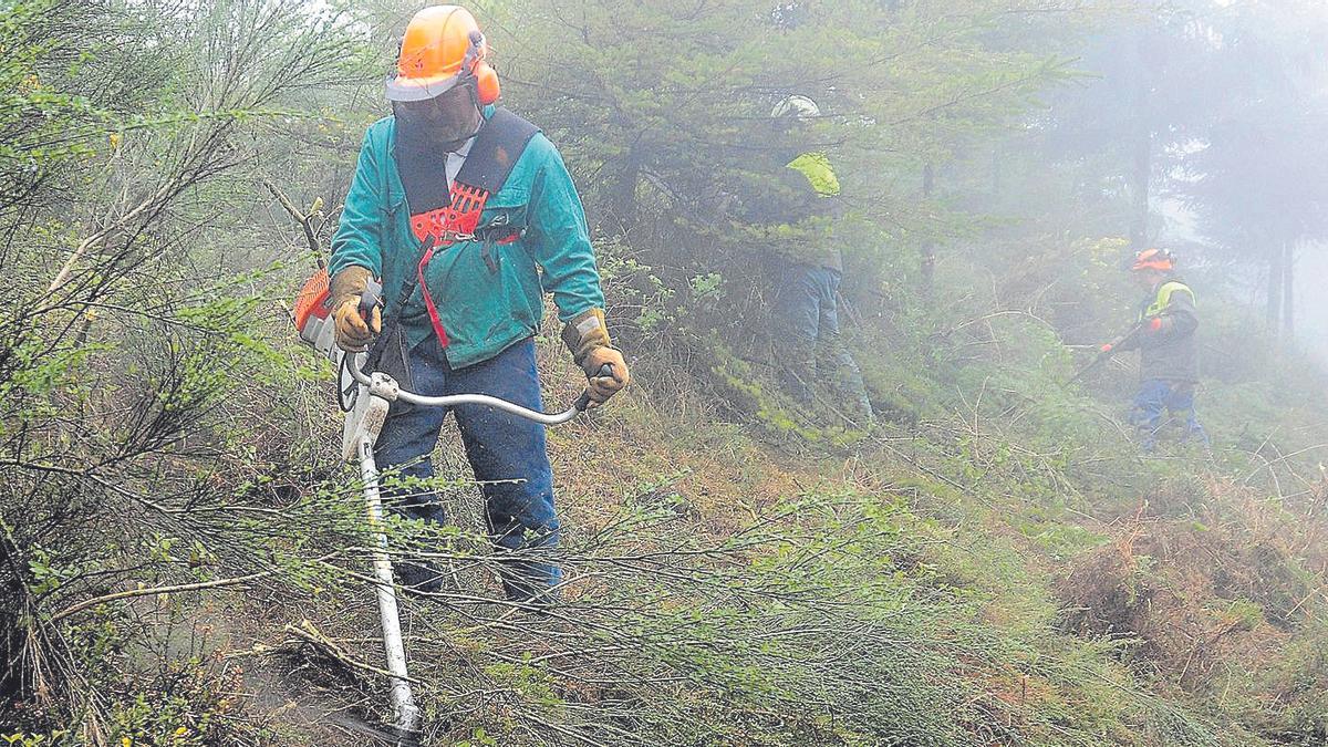 Operarios trabajan en la limpieza del monte para prevenir incendios.