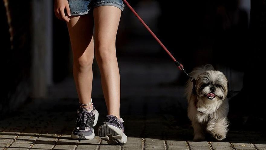 Murcia ofrece cursos de adiestramiento de perros gratis - La Opinión de  Murcia