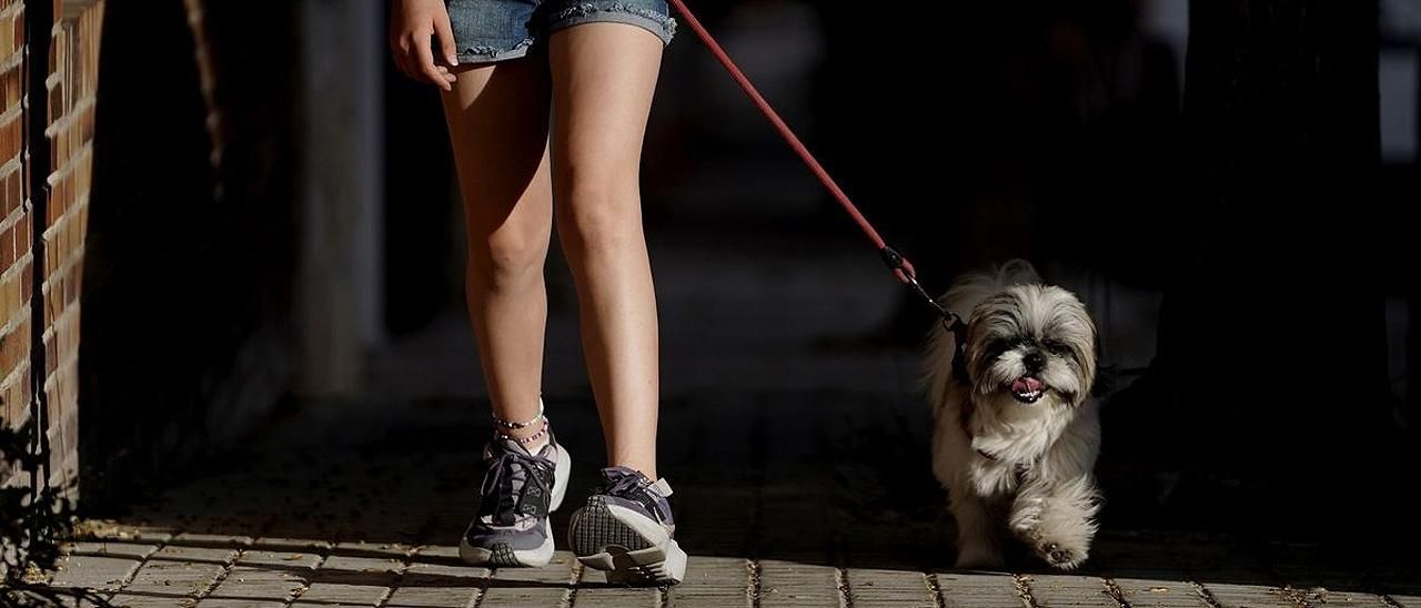 Una niña pasea con su perro.