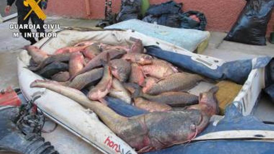 Intervenidos 500 kilos de peces capturados en el Ebro para exportar a Rumanía