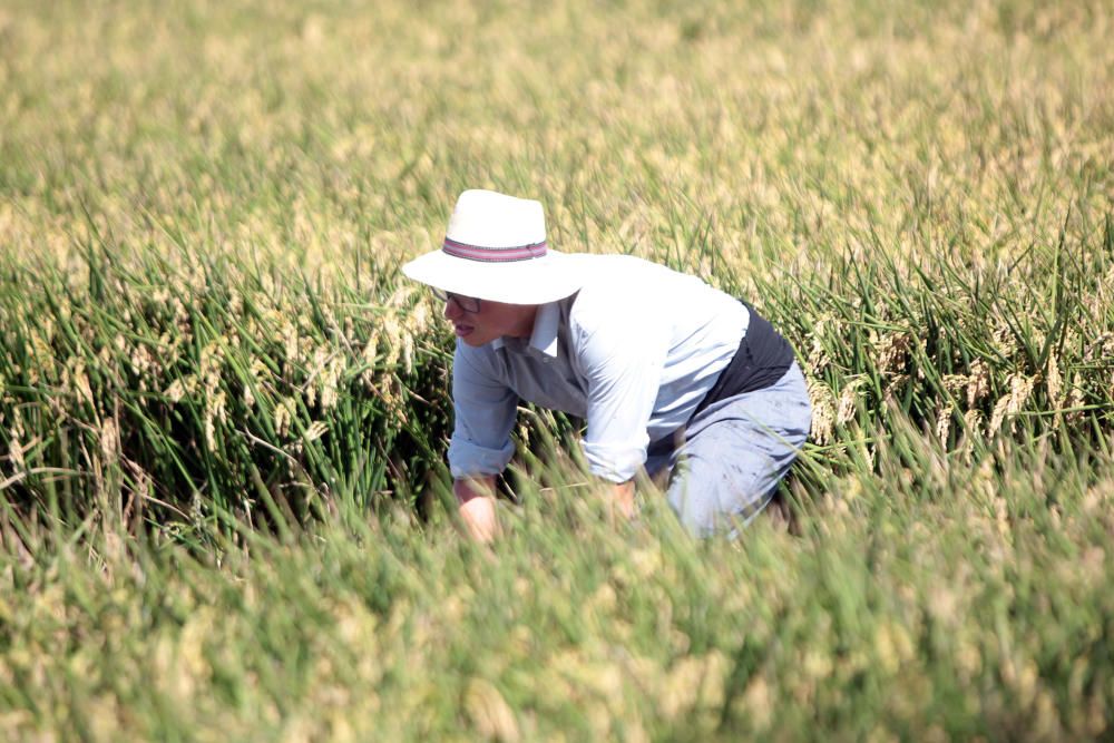 Fiesta de la Siega del Arroz